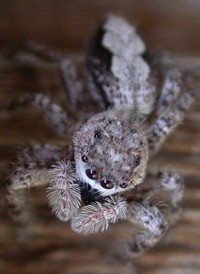 Familiar Jumper